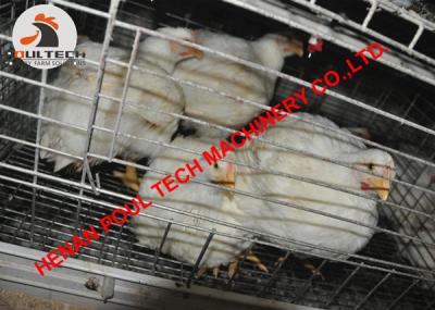 China Poultry Layer Farming A Type Battery Broiler Chicken Cage with Automatic Feeding & Drinking System for Chicken House for sale