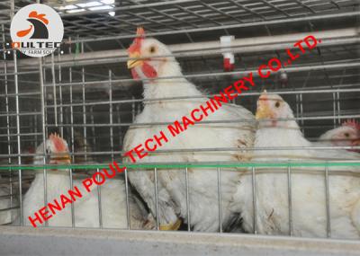 China Poultry Farming Hot Galvanized Cage & Automatic Broiler Chicken Cage & Chicken Coop with Automatic Manure Clean Machine for sale