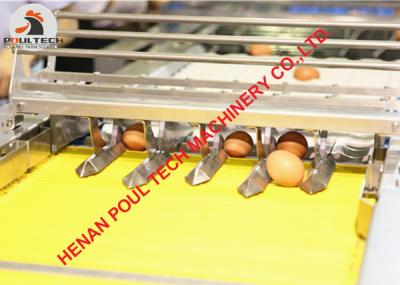 China 304 Stainless Steel Materials Automatic Chicken Egg Grading Machine & Egg Packing Machine for Poultry Farm 3000 pcs/Hour for sale