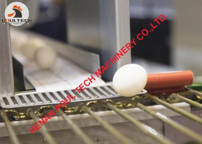 China 304 Stainless Steel Material Automatic Egg Grading Machine & Egg Packing Machine for Poultry Farm 30000 eggs/Hour for sale