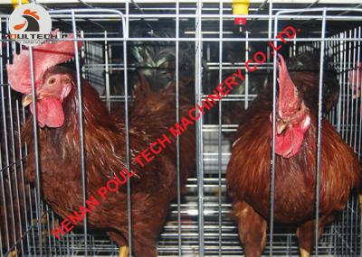 China Chicken Farm A Frame  Automatic Breeding Chicken Cage & Female Chicken Cage & Male Chicken Cage & Hot Galvanized Cage for sale