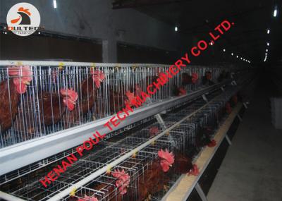 China Chicken Farming A Type Automatic Breeding Chicken Cage & Female Male Chicken Cage & Layer Breeder Hot Galvanized Cage for sale