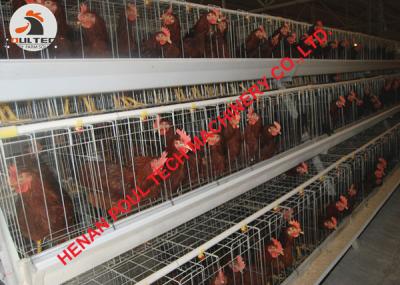 China Natural fertilization A type layer breeder cage in poultry breeder farming for hot sale for sale