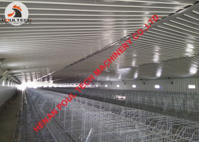 China Poultry Farm A Type Battery Layer Chicken Cage System with Automatic Feeding Machine with 120 Birds for sale