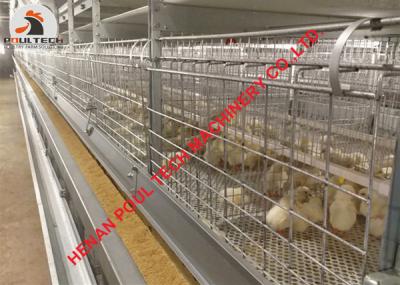 China Philippines Poultry Farm Automatic H Type Baby Cage & Small Layer Cage with Automatic Feeding Machine for sale