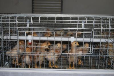 China Poultry Chicken Farm A Type Battery Small Layer Cage with Automatic Feeding Machine with 90 Birds in Chicken Shed for sale