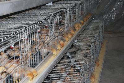 China Chicken Farming A Frame Automatic Hen Cage & Battery Chicks Cage & Chicken Coop with 120 Birds for Sale for sale