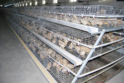 China Philippines Poultry Chicken Farm A Type Battery Small Layer Cage with Automatic Feeding Machine in Chicken Shed for sale