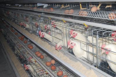 China Thailand Chicken Farm A Frame Automatic Breeding Chicken Cage & Female Chicken Cage & Male Chicken Cage for sale