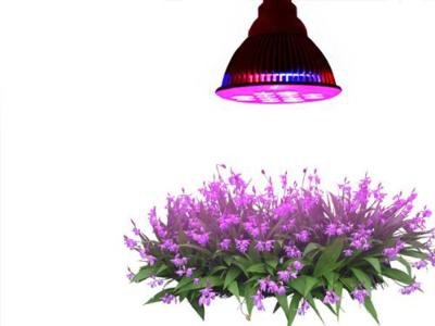 China 12W LED Plant Grow Light for Hydroponic Garden Greenhouse for sale