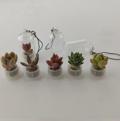 China Cute Live Succulent Plant Key Pendant Creative Miniature Key Chain Ideal Gift New Gift 2020 Hot Sales for sale