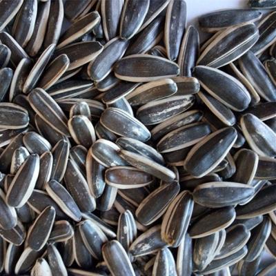 China 2020 long dry type good quality black dry edible sunflower seeds 363 for sale