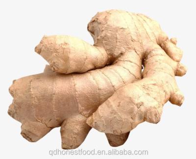 Китай Bag Hollow/Carton Customised Style Packing Packaging New Ginger Air Dry Ginger продается