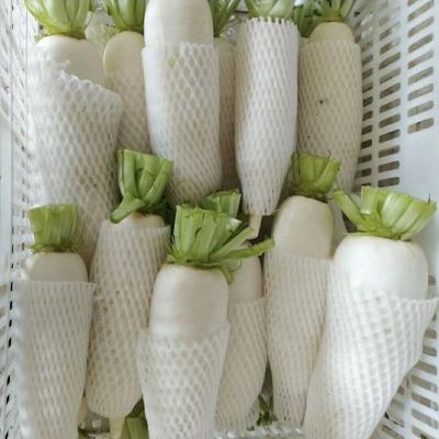 China China supplying to world new season fresh white radish Te koop