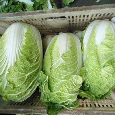 China 2020 Best quality fresh Cheap price Chinese cabbage Te koop