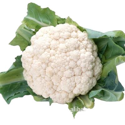 Κίνα Fresh vegetable cauliflower and frozen cauliflower fresh cauliflower προς πώληση