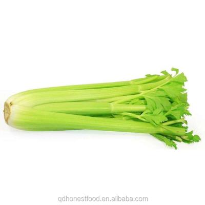 China Now Available On Discount Sale for Exportation Fresh Green Celery Te koop