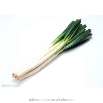 China 2021 Hot Sale green Chinese onion fresh welsh onion for sale