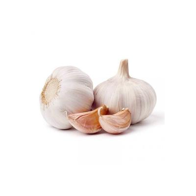 China Chinese Low Price Hot Sale Wholesale High Pure Normal White Fresh Natural Garlic for sale