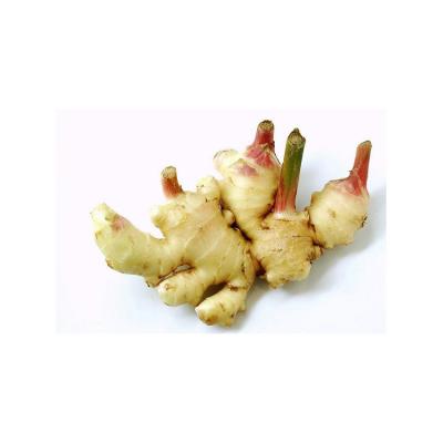 China Premium Quality Fresh Organic Ginger With Competitive Price from China zu verkaufen