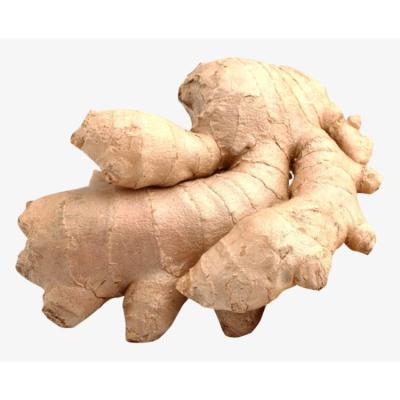 China 2020 New crop wholesale organic fresh ginger for export from professional factory Te koop