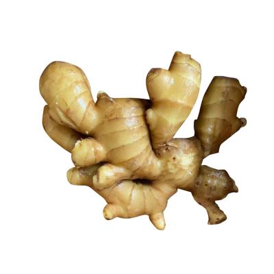 China China supply new crop white and light yellow high quality fresh ginger zu verkaufen