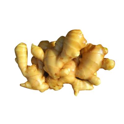 China Wholesale assurance high quality naturally planted market price ginger for sale