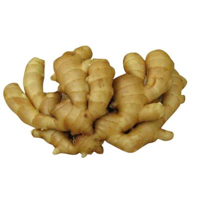 China Wholesale Naturally planted high quality Fresh organic ginger Low price and good taste Te koop