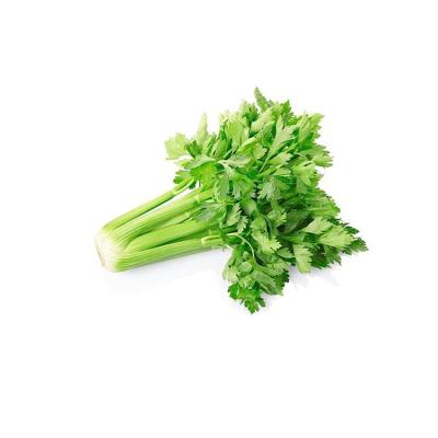 China Hot selling organic vegetables wholesale delicious fresh green celery for sale