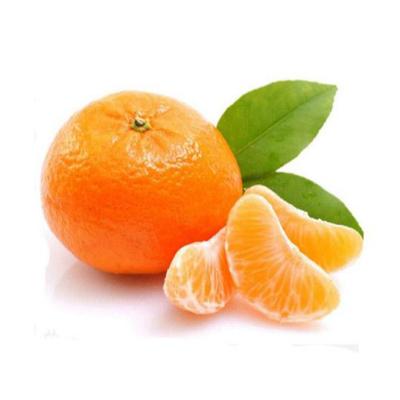 Chine Crop 2020 Nanfeng Fresh sweet natural Chinese Mandarin Oranges seedless à vendre