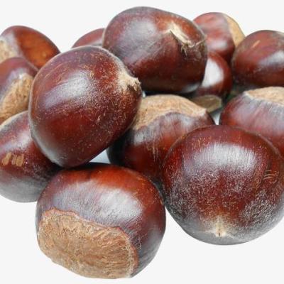 Chine Chinese New Crop fresh dandong chestnut factory best price good quality à vendre