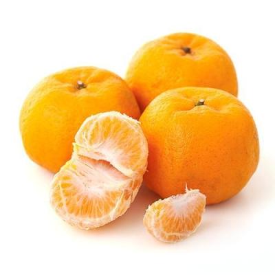 Chine Crop 2020 LUGAN Fresh sweet natural Chinese Mandarin Oranges seedless honey ponkan à vendre