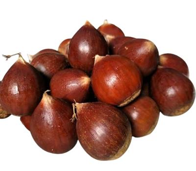 Chine Chinese New Crop fresh dandong chestnut factory price Taian chestnut wholesale fresh chestnut à vendre