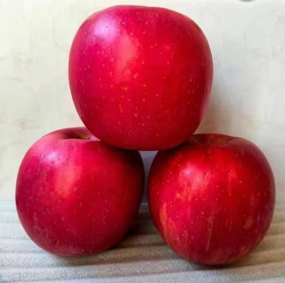 Chine Fresh Red Fuji Apple for sale from China with high quality and low price à vendre