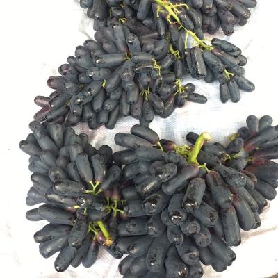 Chine New crop sapphire grapes Export superior seedless fruits grapes fresh red globe seedless grapes à vendre