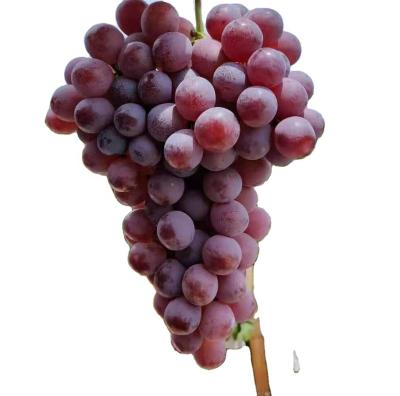 China Export superior seedless grapes fresh red globe grapes for sale