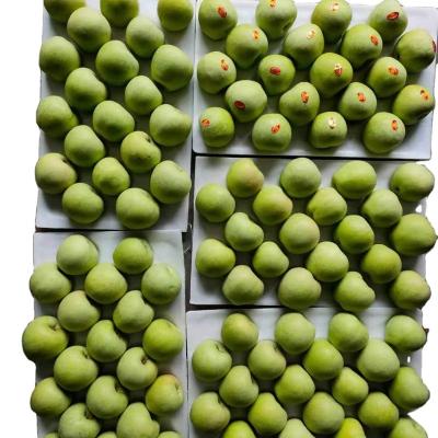 Chine Crop 2021 fresh granny smith apple green delicious apple à vendre