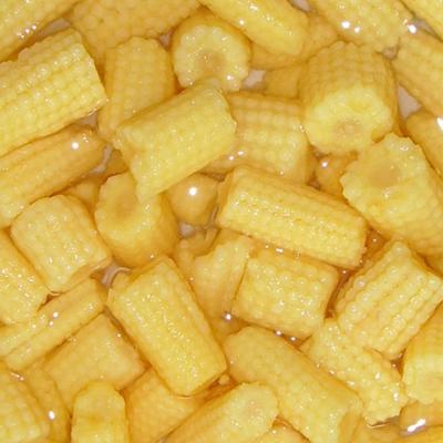 China New crop factory price canned fresh baby corn in canned with high quality for sale