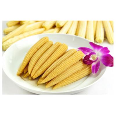 China High Quality Canned Baby Corn In Low Price Canned From China for sale