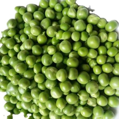 China 2021 high quality newest canned crop canned peas for sale