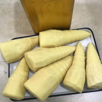 China 2020 Newest Canned Canned Bamboo Shoot Crop 18kg Whole for sale