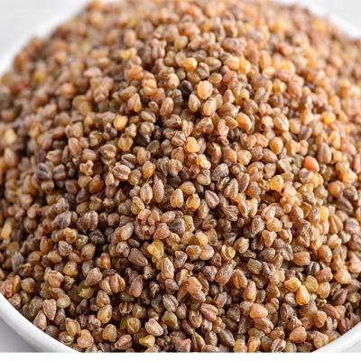 China Sanjiang Nature Dry Bitter Black Buckwheat 100% Tartar Rice for sale