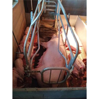 China Brand New Long Lifespan Small Pigsty Equipment Hog Fattening Cage Hog Stall Farrowing Crate for sale