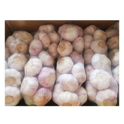 China Newest Bulk Garlic Fresh Fresh Organic Garlic Culture Small Packet Cheap Price Fresh Natural White Garlic for sale