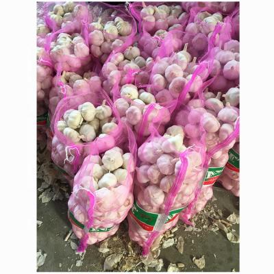 China High Quality Garlic Fresh Pure White Garlic Cultivation Mesh Bag New For Wholesale Fresh White Garlic for sale