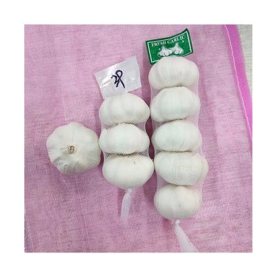 China New fresh pure white garlic cultivation export quality fresh white garlic for wholesale fresh white garlic for sale