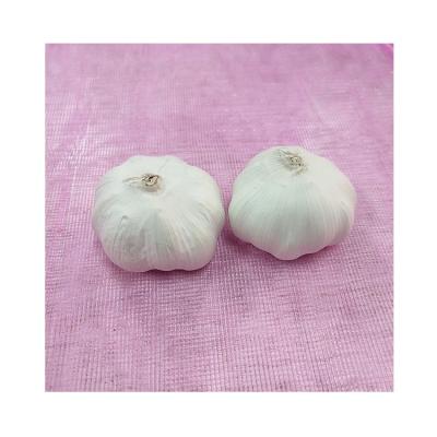 China High Quality Pure White Garlic Fresh White Garlic China Supplier For Wholesale Fresh White Garlic for sale