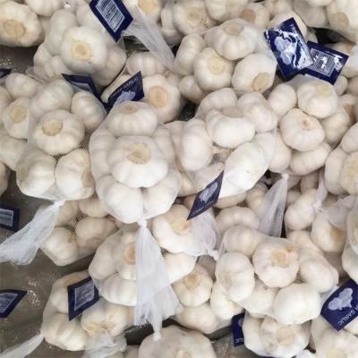 China Garlic Wholesale Export Chinese Fresh Pure White Garlic Carton Beef Pure White Garlic Product for sale