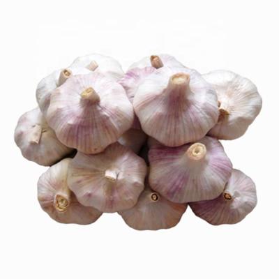 China New Mesh Cultivation Garlic Wholesale Fresh Garlic Garlic Package High Quality Normal White Fresh Garlic Bag for sale