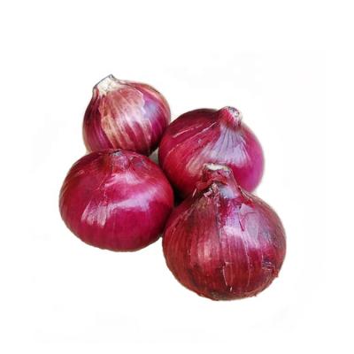 China The newest cultivation of fresh fresh onion bulk red onion fresh onion wholesale professional export high quality for sale